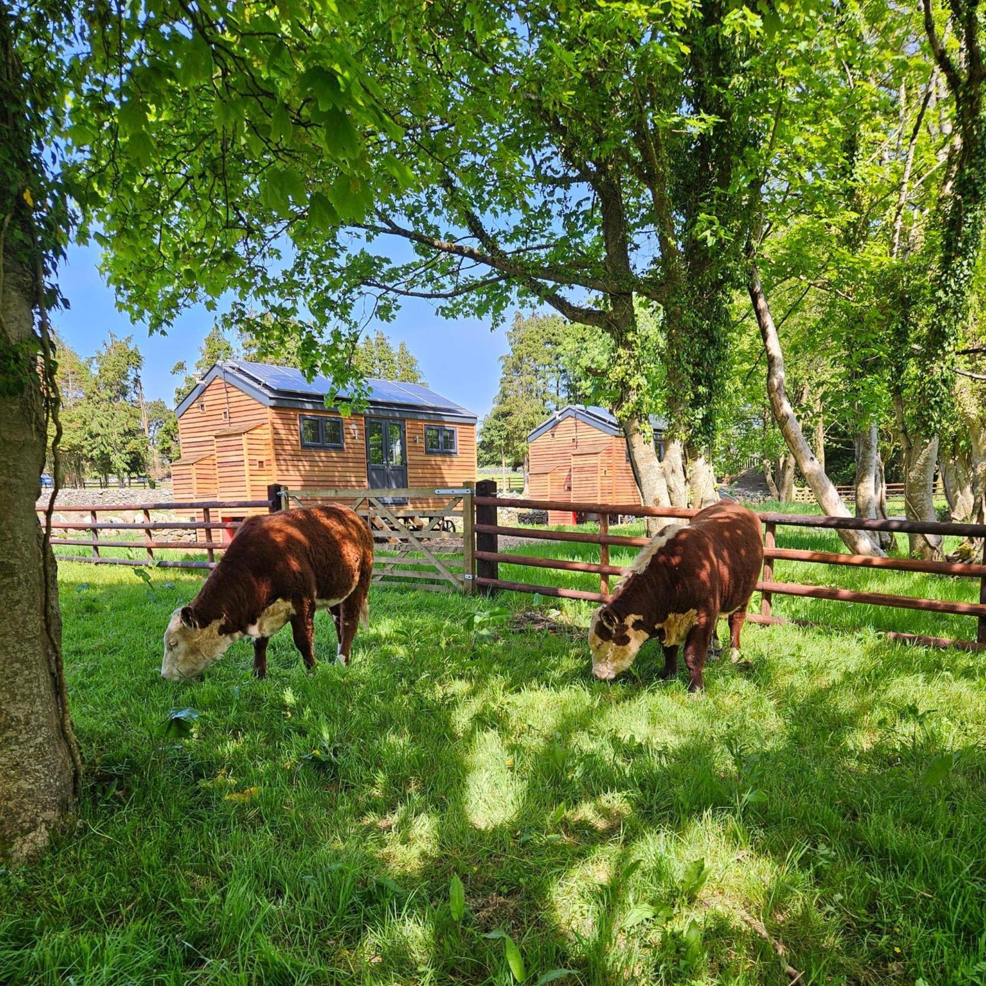 Woodland Shepherds Hut - 'Saga' เคอร์นาวอน ภายนอก รูปภาพ